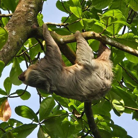 Apartmán Casa Kattleya Tortuguero Exteriér fotografie