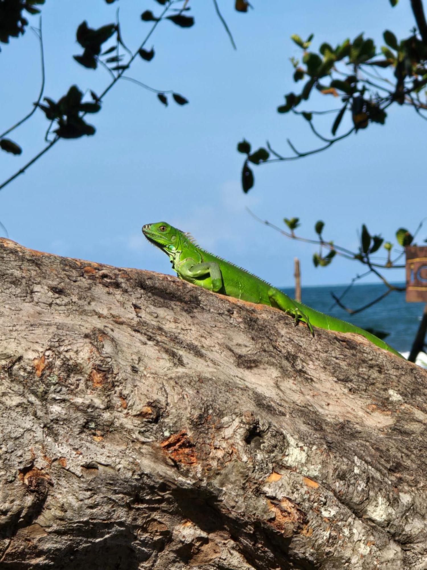 Apartmán Casa Kattleya Tortuguero Exteriér fotografie