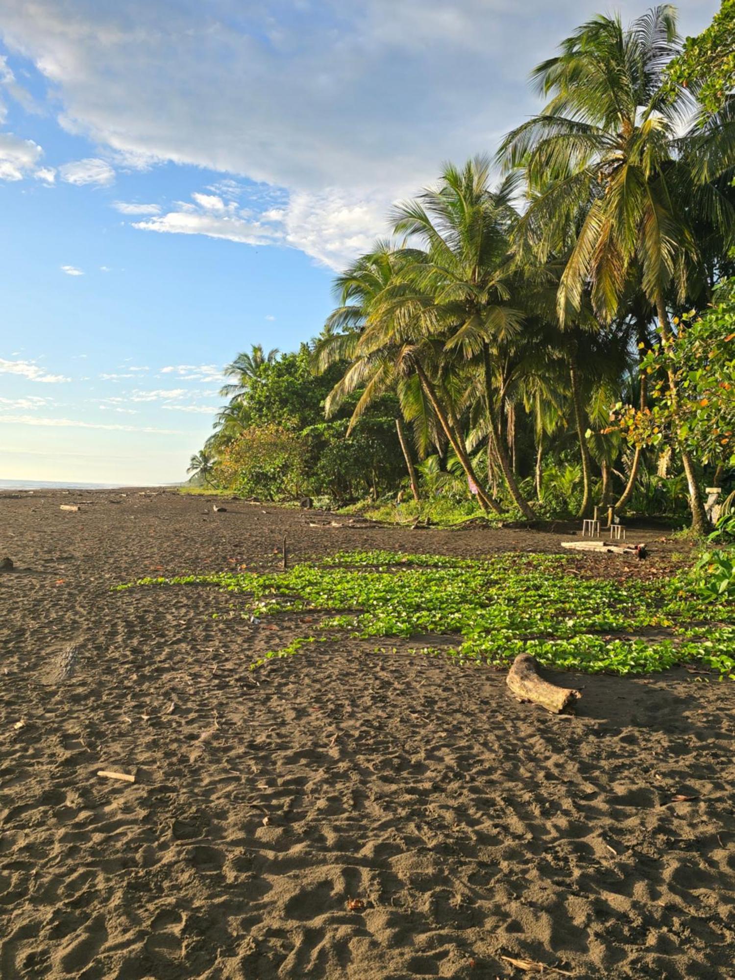 Apartmán Casa Kattleya Tortuguero Exteriér fotografie